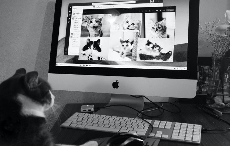 cat using microsoft teams