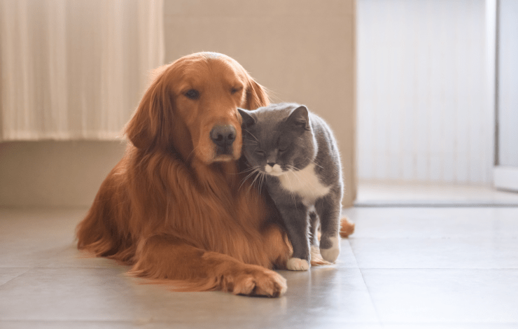 A dog and a cat sitting together