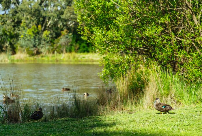 ducks by the pond
