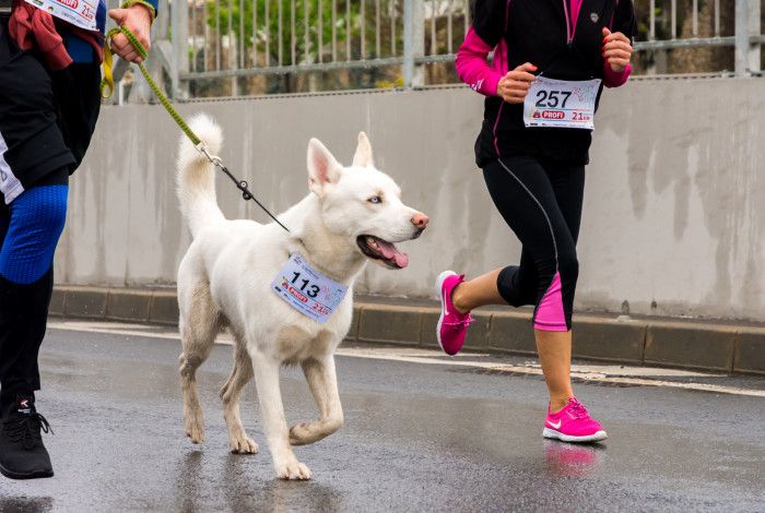 people running with a dog