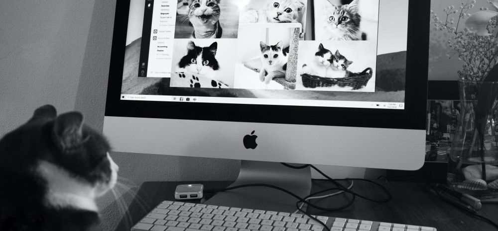 cat using microsoft teams