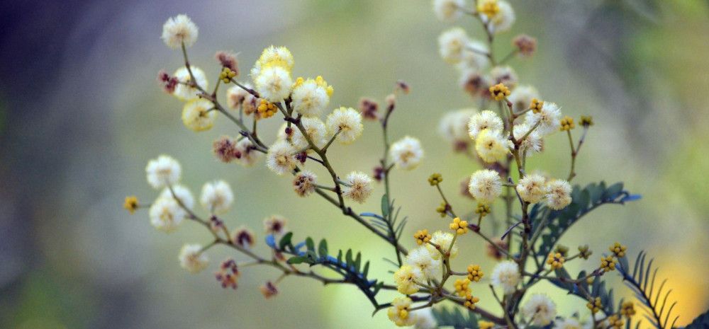 native flowers