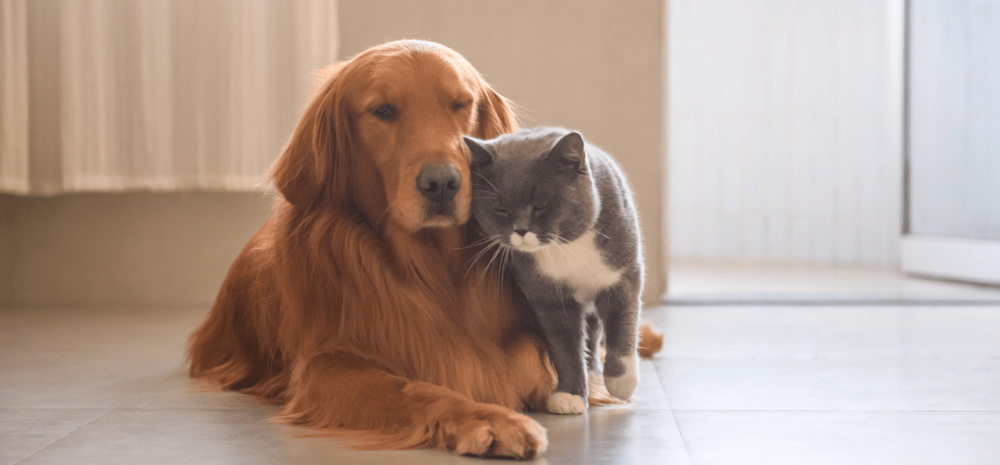 A dog and a cat sitting together