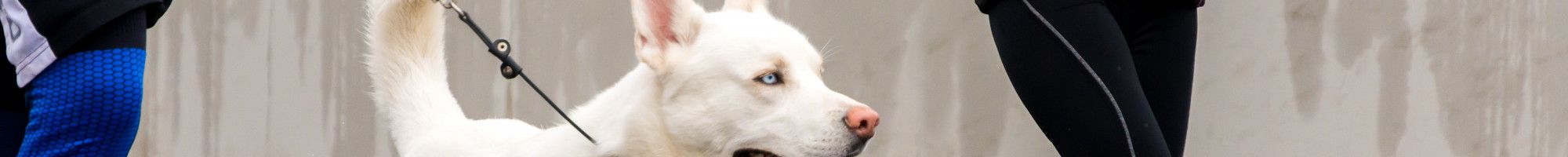 people running with a dog