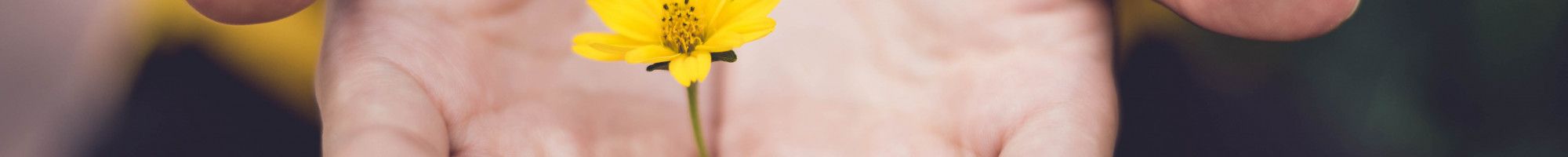 hands holding flower