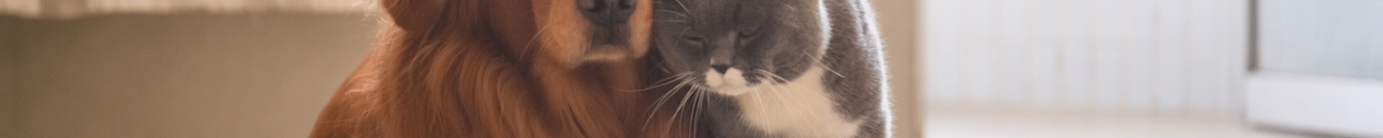 A dog and a cat sitting together