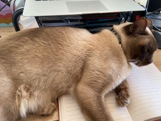 Miranda Harwood - something that made me smile - no work for you today mum