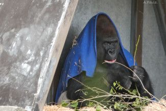 Council volunteer Alfred Pavia - Emotion - It is a bit chilly and I am a bit hungry