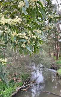 Emma Featherstone -Something yellow - something yellow - Wattle hanging over the Olinda Creek, Lilydale. Wurundjeri Country
