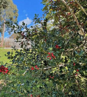 Emma Featherstone - Something red - I spotted this holly bush in a neighbour's garden on a walk.