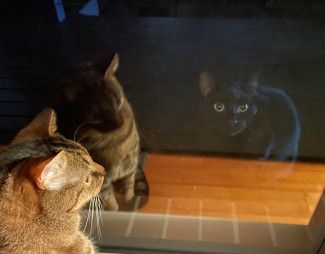Emma Featherstone - A reflection - My cat Peanut looking through the window to see a late night visitor on our porch