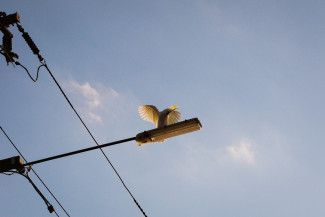 Lilian Lee - Something yellow - Late to the party but it's something yellow