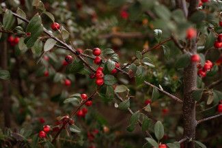 Lilian Lee - Something red - Reminds me of Christmas and all the warm, beautiful feelings that come with it