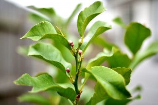 Mary Orsino - something new I chose a lemon tree with buds popping up.  