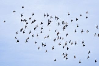 Mary Orsino - something that made me smile - Something that made me smile - watching the birds in the sky flying in all different patterns and together