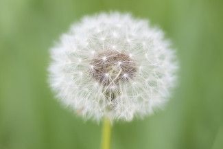 dandelion