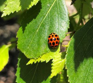 Maureen Campbell - something red - Taken in my front yard. My sister-in-law had recently passed away, she loves ladybirds.