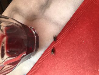 Maureen Campbell - Something red - A photo I took when we were in Italy in 2019 and posted on Facebook saying "I wonder if they are talking to each other in Italian?" hahaha