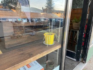 Miranda Harwood - something yellow a pot plant in the window where I buy my morning coffee.