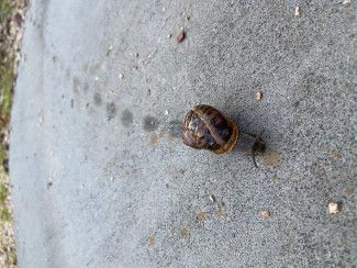 Miranda Harwood - movement a snail starting the day.