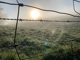Monique Godbehere - Pattern and something new - Each new morning before the wind and sun comes up fully, the morning dew in the paddocks bejewels the spider webs and turns the fence into a gallery displaying hundreds of works of art.