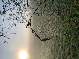 Monique Godbehere - Pattern and something new - Each new morning before the wind and sun comes up fully, the morning dew in the paddocks bejewels the spider webs and turns the fence into a gallery displaying hundreds of works of art.