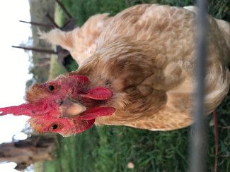 Monique Godbehere - Something red - My girl Lucile's red comb that lets me know is she is happy and well.