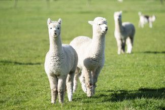 Mary Orsino - Long - pulled over on side of road for a photo of these alpacas with their long necks