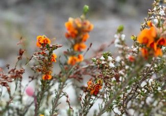 Bush-pea flowers at Wilson's Prom
