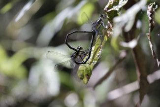 Common Flatwing Damselfly