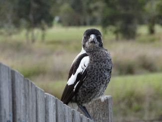 Magpie