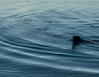 Seal at Seaford Beach