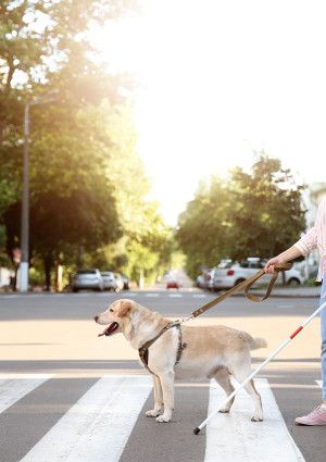 person crossing road with guide dog